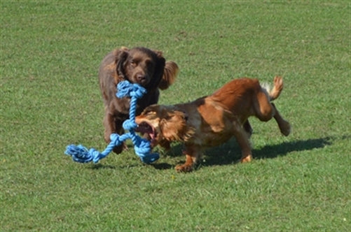 HAPPY PET FLOSSIN FUN 3 KNOOP SMALL 35X10CM