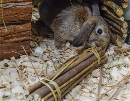 HAPPY PET WILLOW STICKS 26X5X5 CM