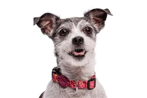 MORSO HALSBAND HOND GERECYCLED PINK THINK ROZE 30-42X1,5 CM