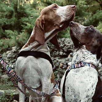 MORSO NORWEGIAN HONDENTUIG GERECYCLED SPAGHETTI INCIDENT 39-48X35 CM