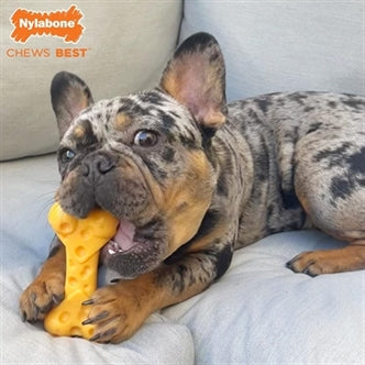 NYLABONE DURA CHEW CHEESE BONE TOT 16 KG