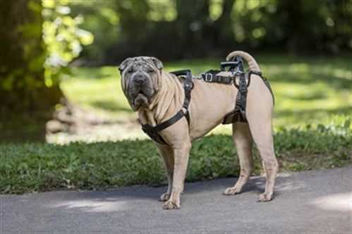 PETSAFE CARELIFT VOOR EN ACHTER MEDIUM