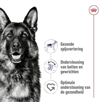 ROYAL CANIN MAXI ADULT 15 KG