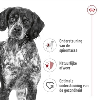 ROYAL CANIN MEDIUM ADULT 15 KG