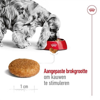 ROYAL CANIN MEDIUM ADULT 4 KG