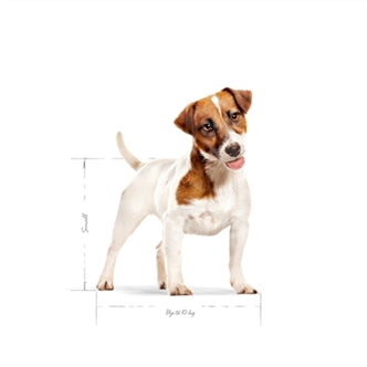 ROYAL CANIN MINI ADULT 4 KG