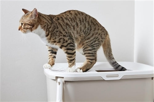 SAVIC KATTENBAK HOP IN WIT / MOKKA 58,5X39X39,5 CM