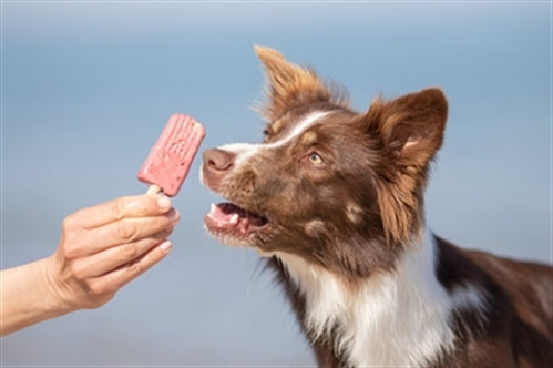 TRIXIE ICE POP ROOD 55 GR OP=OP