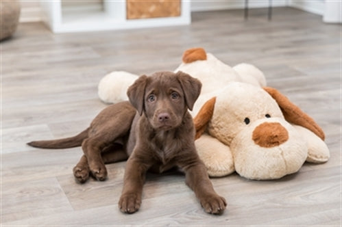 TRIXIE KNUFFEL HONDBENNY PLUCHE BEIGE / BRUIN 75 CM