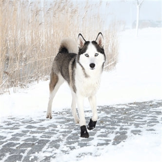 TRIXIE POOTBESCHERMING WALKER ACTIVE ZWART L-XL 2 ST